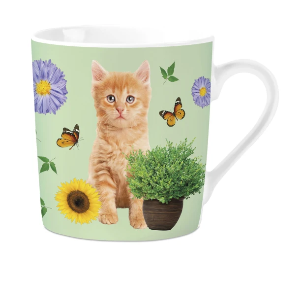 Mok PG Orange Tabby Kitten