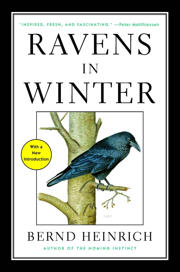 Ravens in Winter – Bernd Heinrich – boek cover