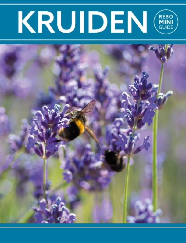 Kruiden - Rebo mini guide – Hanneke van Dijk – boek cover