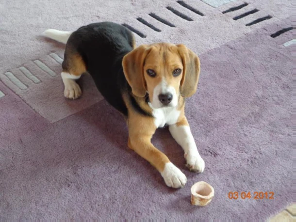 Hotch de Beagle – Tessa Gottschal – boek cover