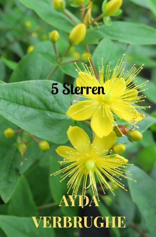 5 Sterren – Ayda Verbrughe – boek cover