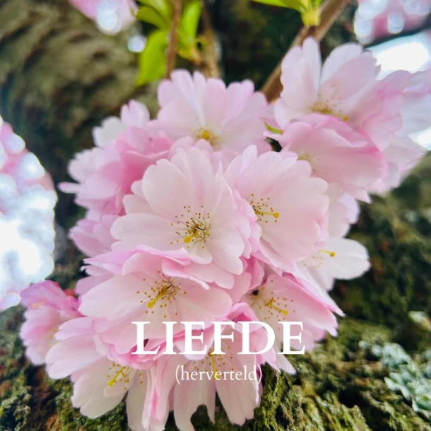 Liefde – Noah Bodhi – boek cover