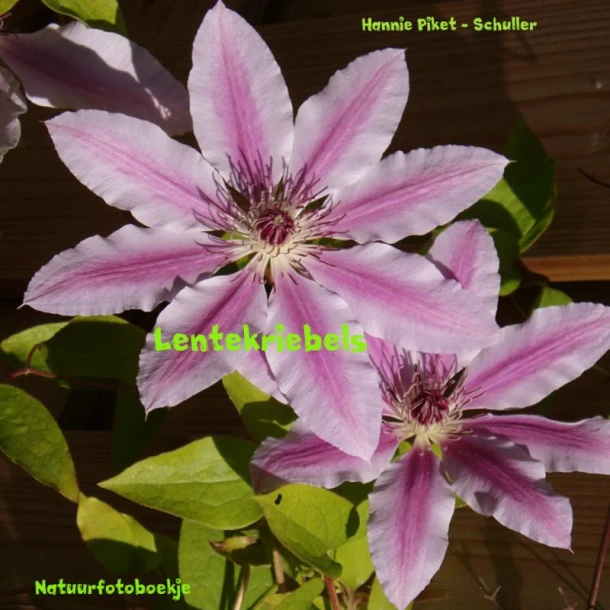 Lentekriebels – Hannie Piket - Schuller – boek cover