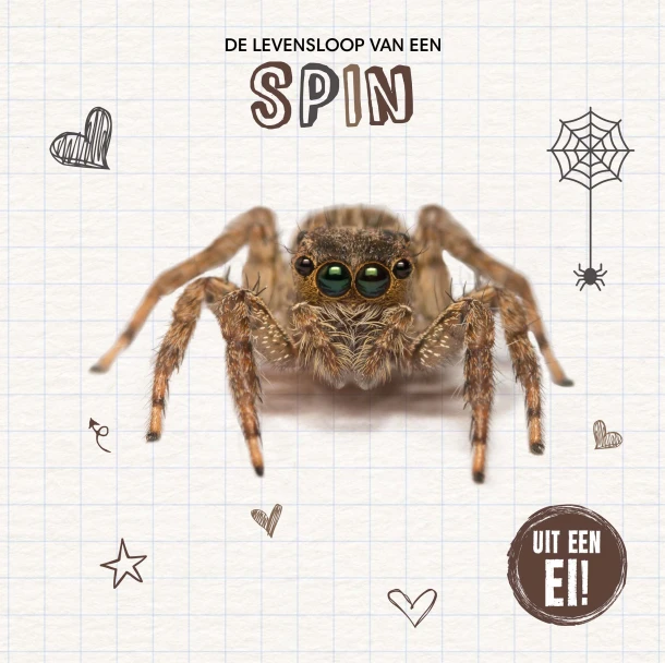 De levensloop van een spin – Holly Duhig – boek cover