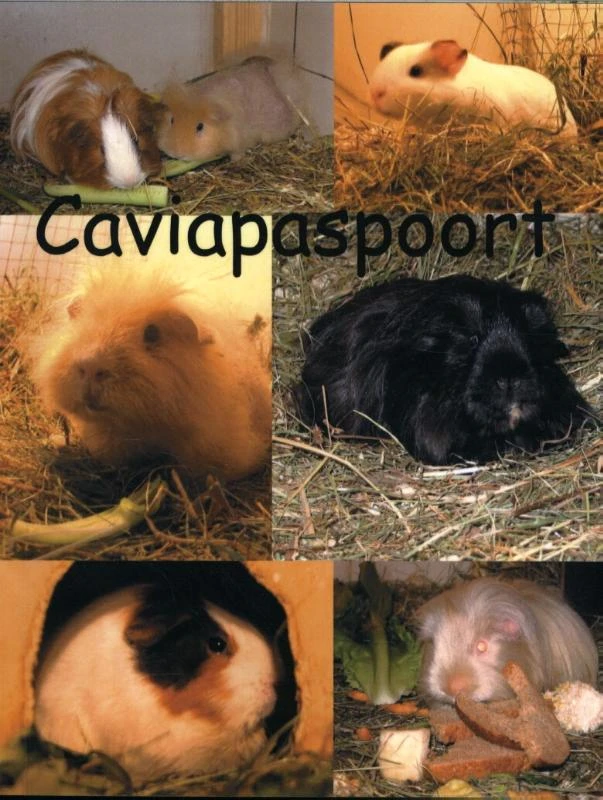 Caviapaspoort – De Grote Cavia – boek cover
