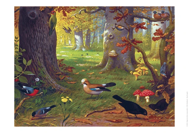 Schoolplaat Boschvogels – M.A. Koekkoek – boek cover