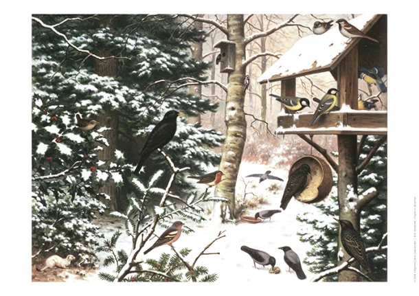 Schoolplaat Vogels in de Winter – boek cover
