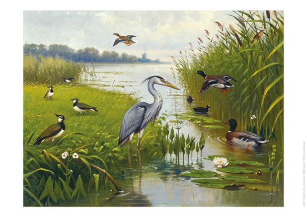 Schoolplaat Water- en Weidevogels – M.A. Koekkoek – boek cover