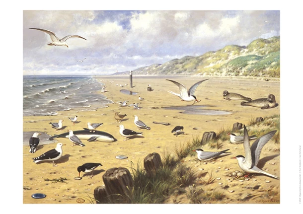 Schoolplaat Aan het Strand – boek cover