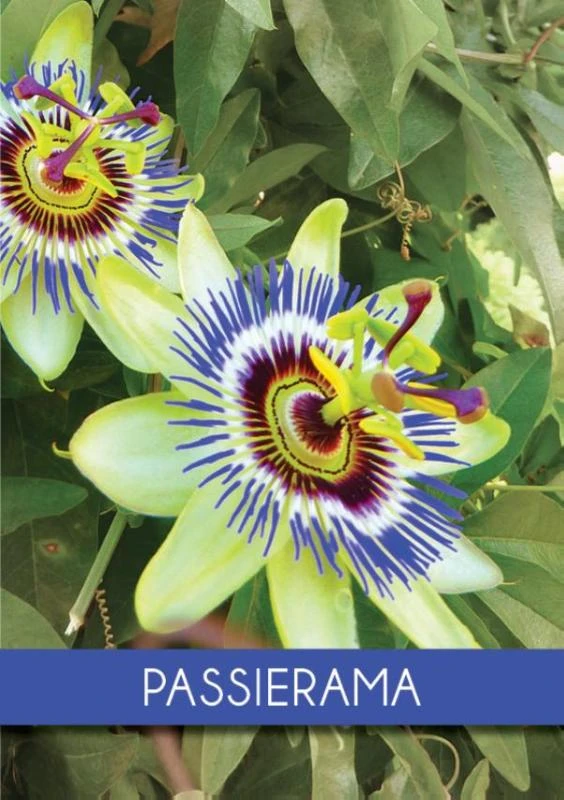Passierama – Elly Persons – boek cover